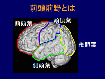 脳の前頭前野